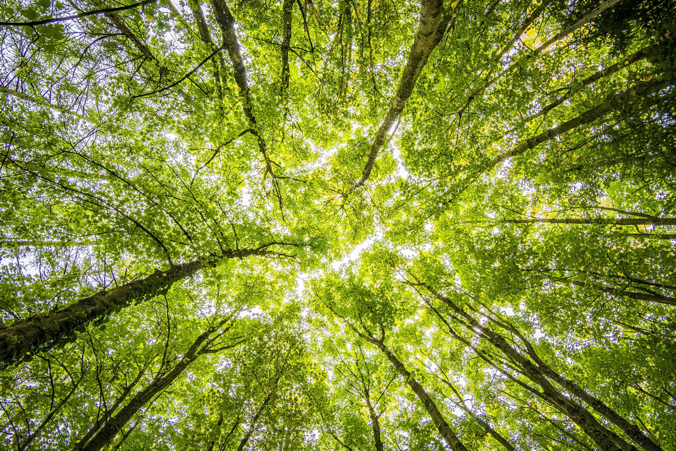 Forest Canopy